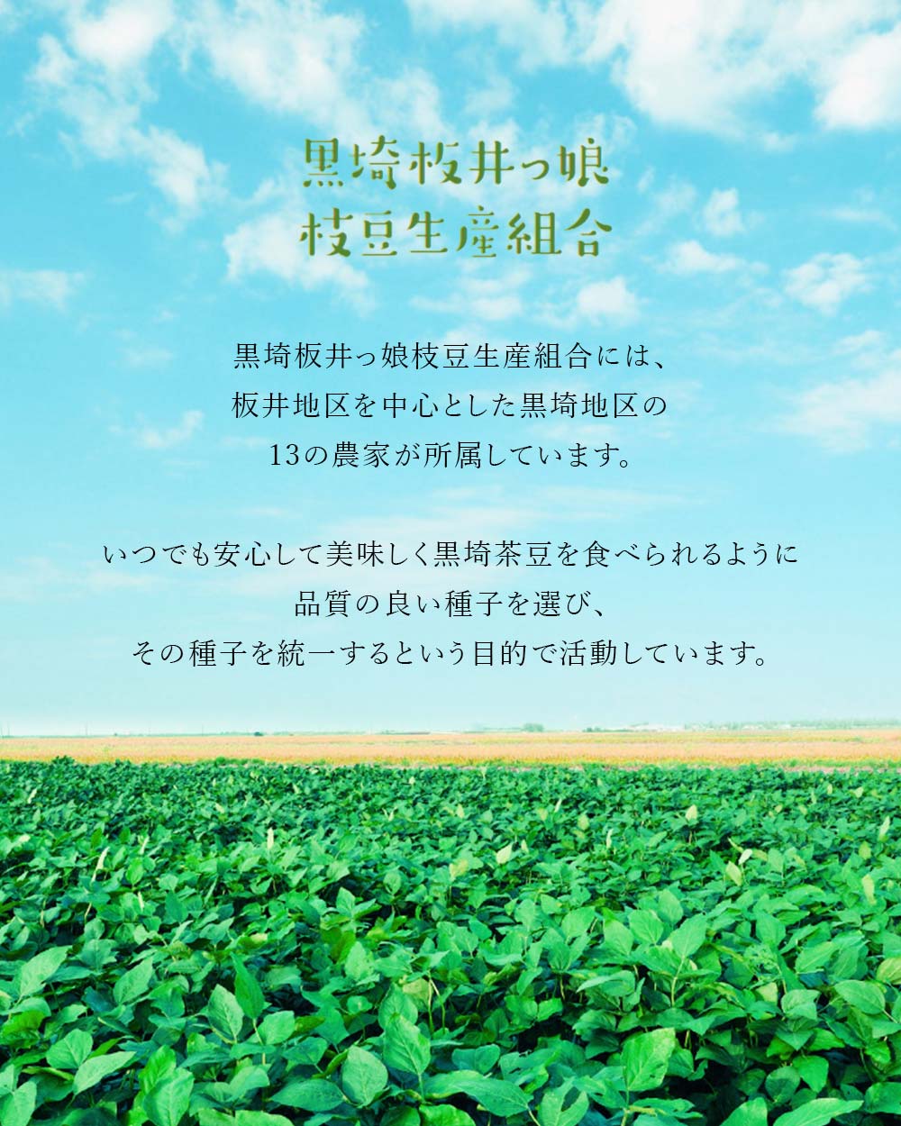 産地直送 新潟県黒埼産 さかな豆 肴豆 青豆 1kg