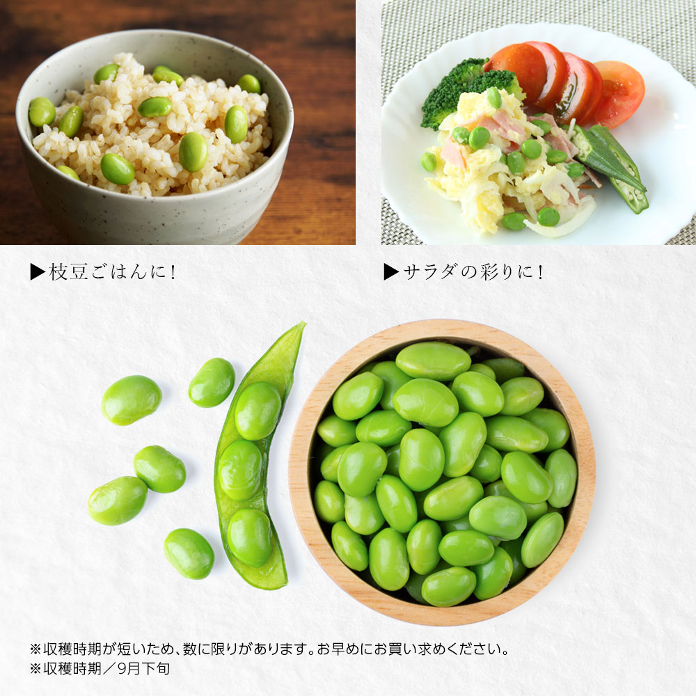 産地直送 新潟県黒埼産 さかな豆 肴豆 青豆 1kg