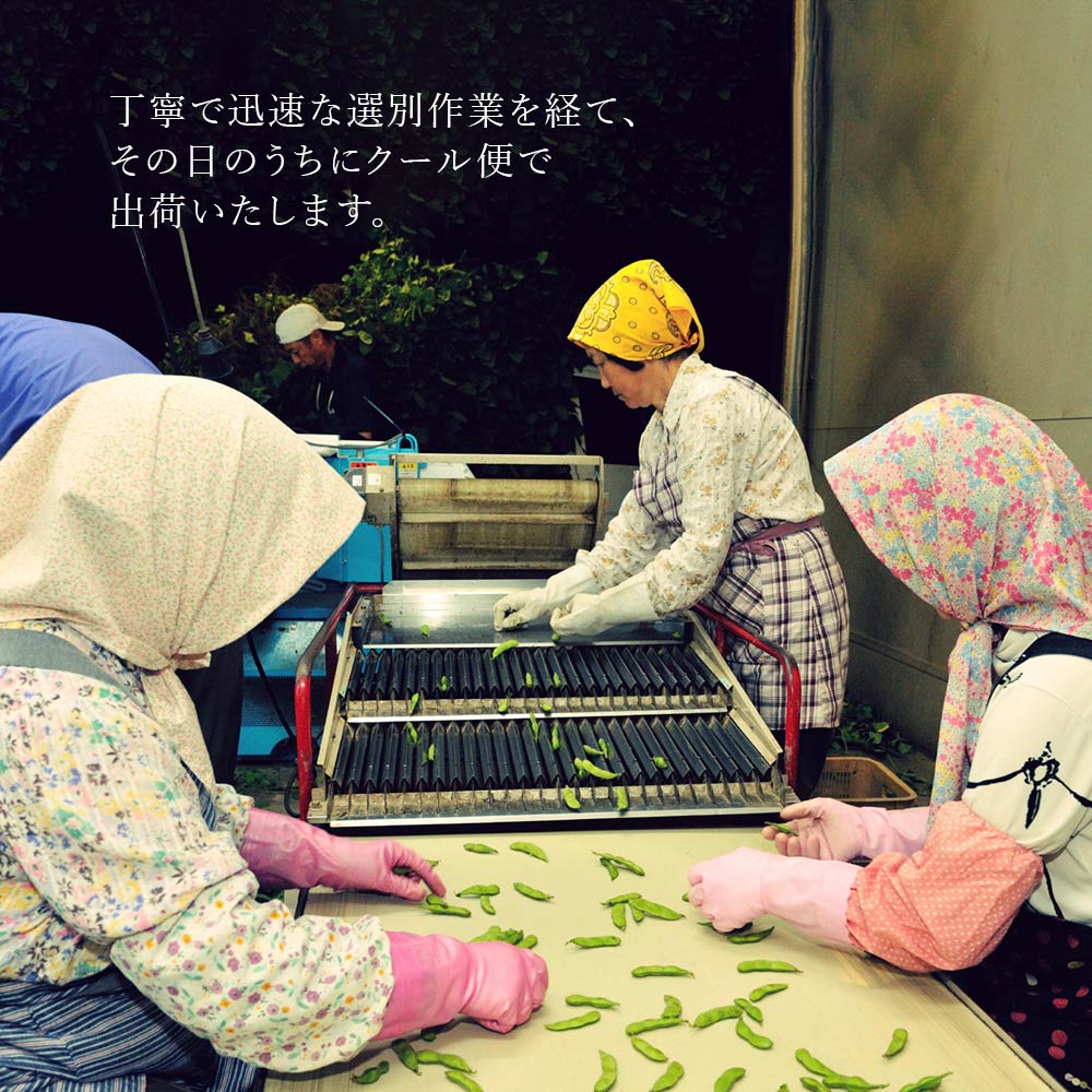 産地直送 新潟県黒埼産 さかな豆 肴豆 青豆 1kg