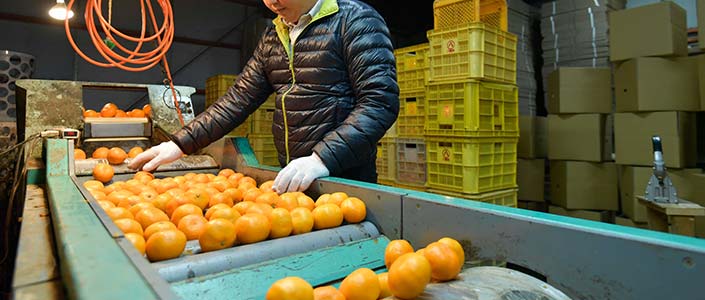 愛媛 みかん農家の高齢化