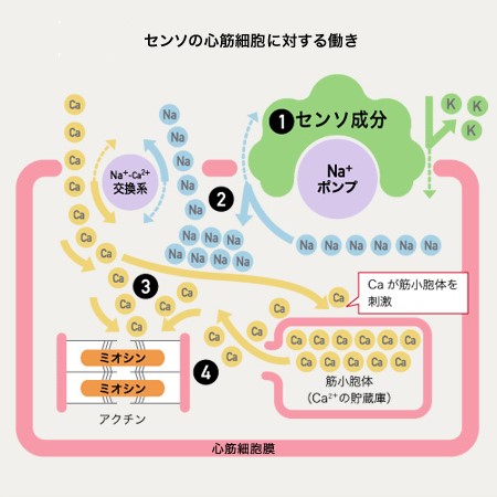 救心 60粒の商品一覧 通販 - Yahoo!ショッピング