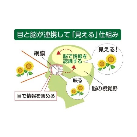 常盤薬品工業 アイルテインV 60粒 機能性表示食品 ルテイン