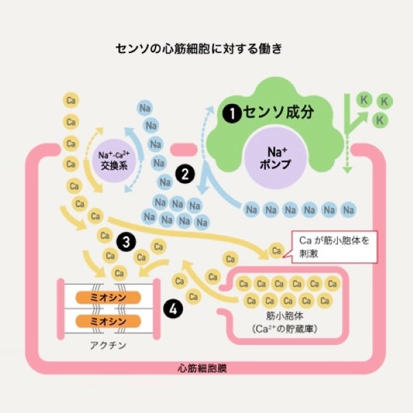 薬師印六神丸 132粒 第２類医薬品 動悸 息切れ 気付け めまい 立ちくらみ 強心薬 牛黄 センソ とやま 配置薬 富山 置き薬 中央薬品  薬師製薬｜wa-mu｜09