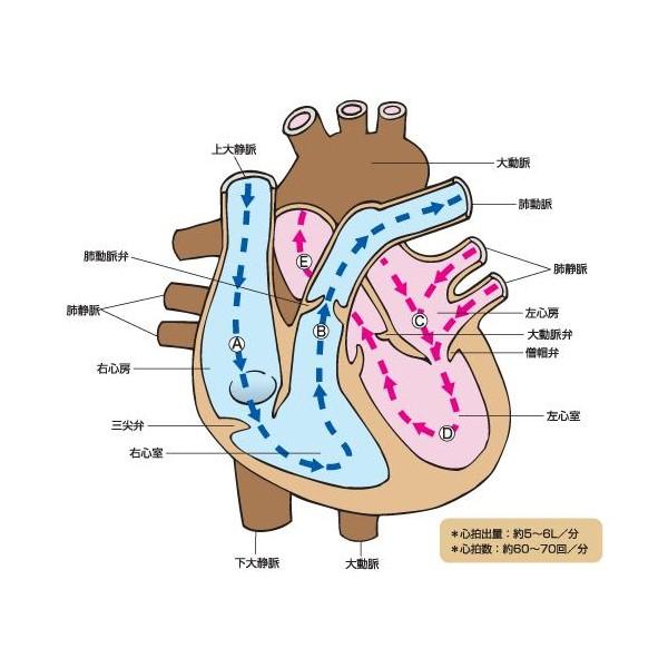 【公式】 本方虔脩六神丸 692粒 第2類医薬品 強心作用 胸の痛み 急な動悸 息切れ めまい 立ちくらみ 麝香 牛黄 センソ 人参 ユウタン ジンコウ 配置薬 置き薬 養命製薬 【1952051118】 (12784円)