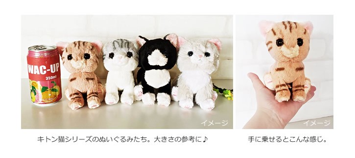 キトン（子猫） 詳細画像