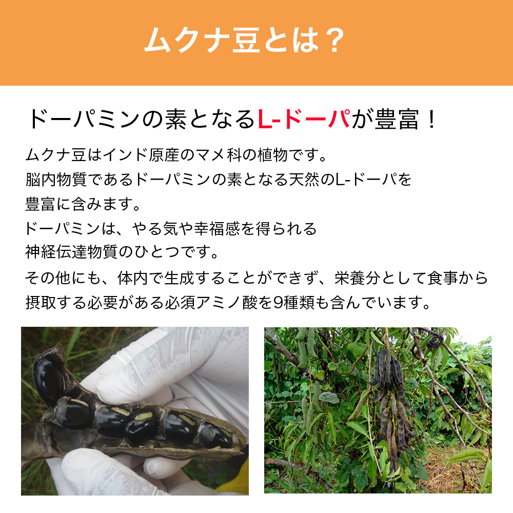 黒ムクナ豆 パウダー 500g L-ドーパ アミノ酸 無添加 無農薬 爆買 : わ
