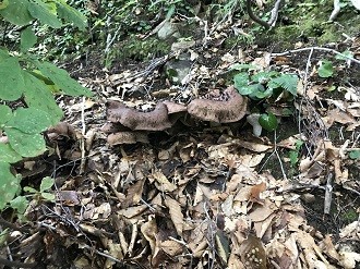 香茸 １ｋｇ 国産 天然 採りたてを産直 ミシュラン３つ星御用達店 獅子茸 こうたけ コウタケ ししたけ シシタケ