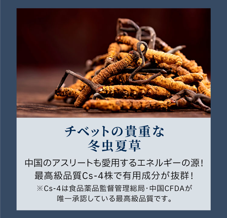 最高品質Cs-4株、冬虫夏草