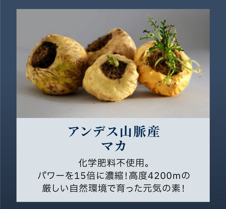 最高品質Cs-4株、冬虫夏草