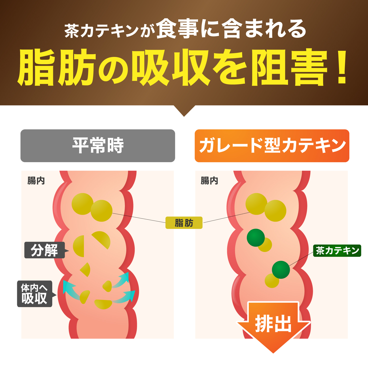 ダイエットサプリ