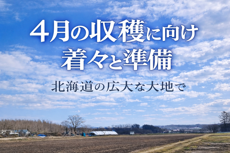 菊芋