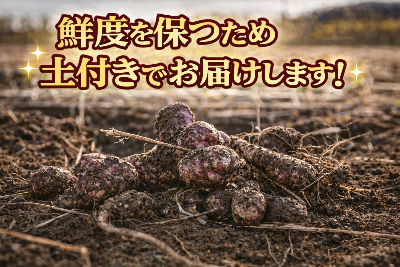 菊芋