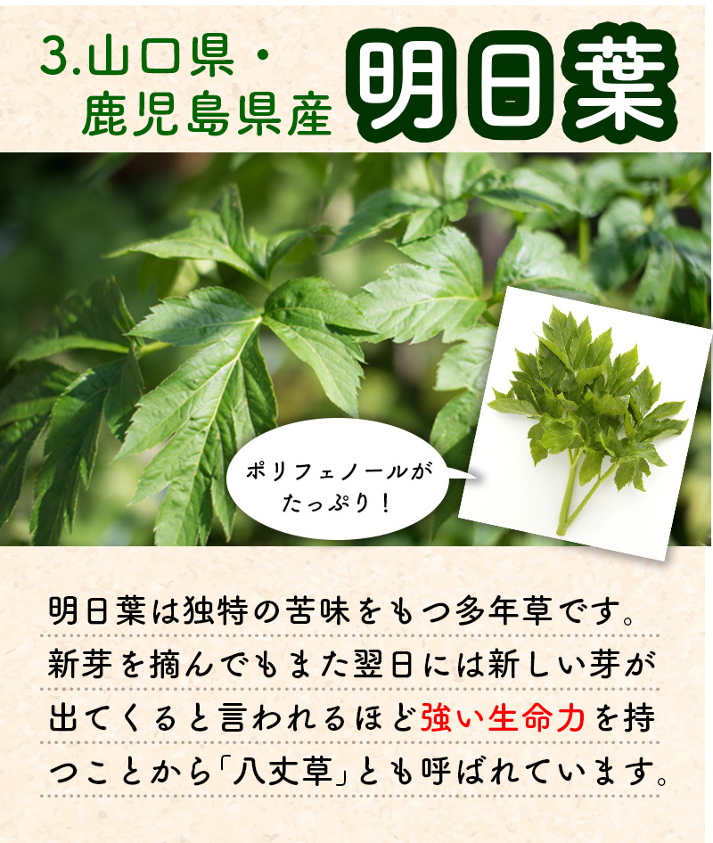 乳酸菌青汁