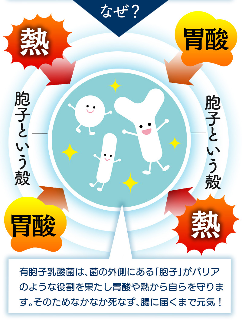 乳酸菌青汁