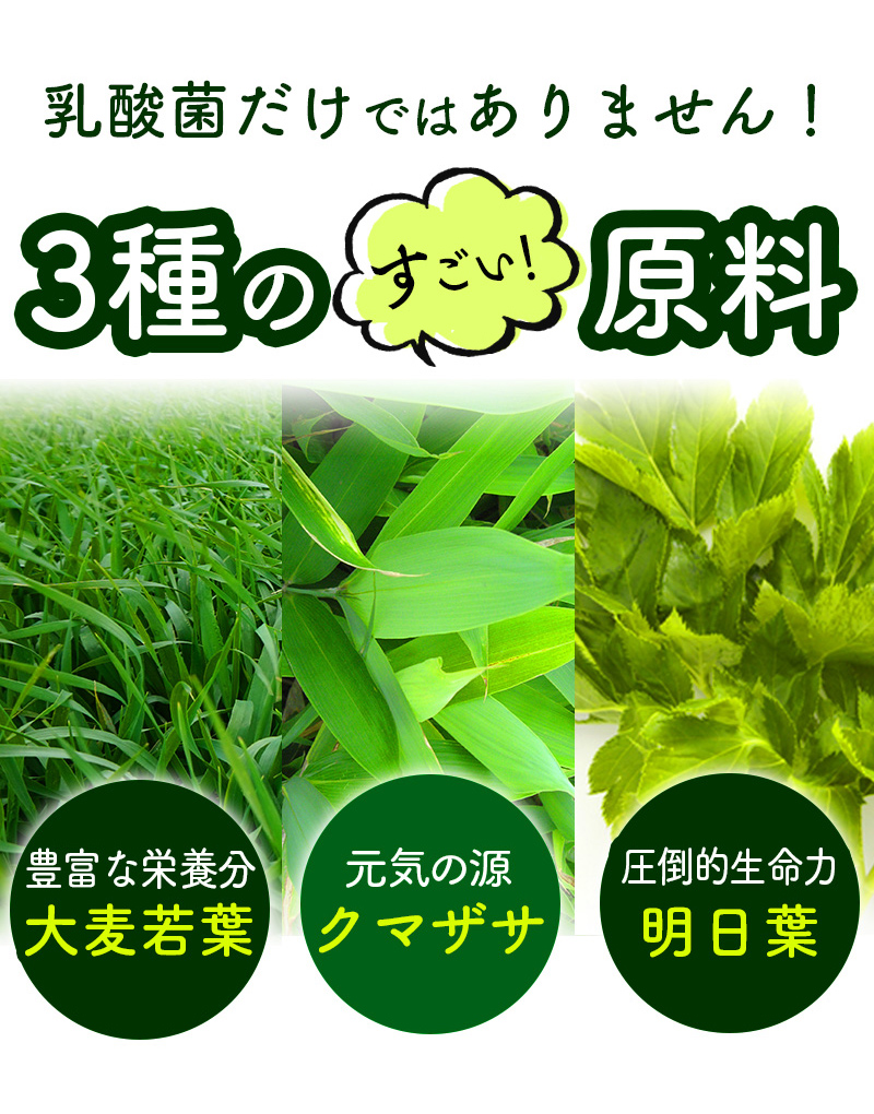 乳酸菌青汁