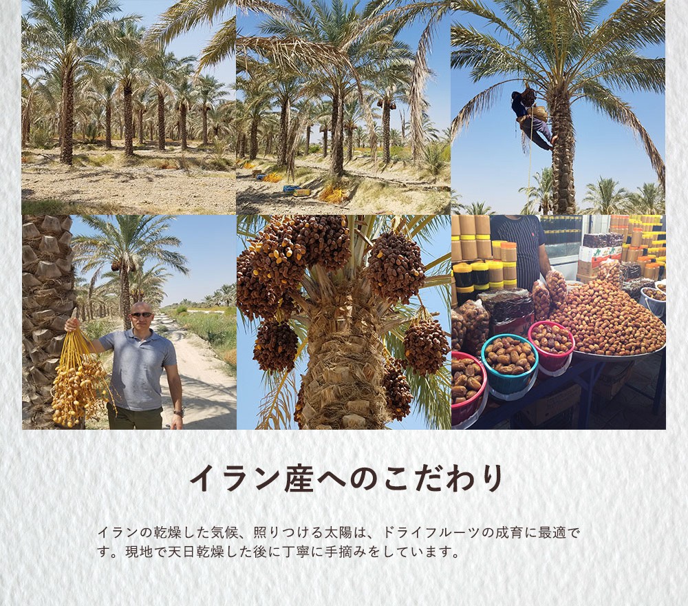 ドライデーツダイス 500g デーツ スーパーフルーツ ジップ付き 食品 グルメ ワケあり Tsg Wd8hozujxf ドライフルーツ Valleymill Com