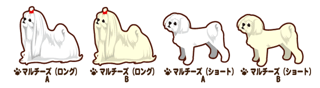 マルチーズ