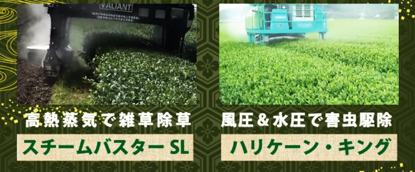 粉末茶　あらびき茶　鹿児島　粉茶