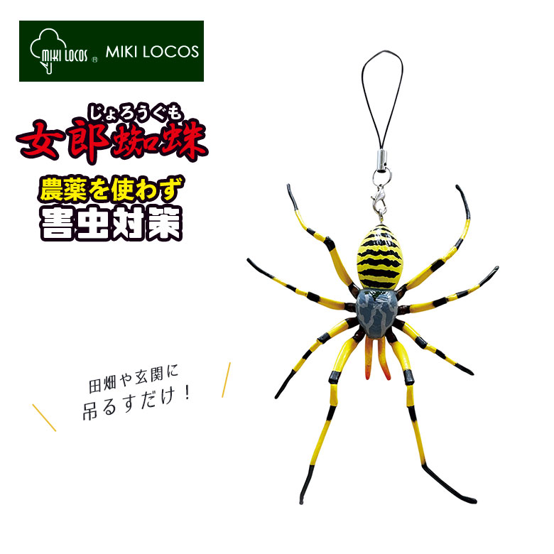 くもページ 女郎蜘蛛 除労蜘蛛 M-46 害虫 田んぼ 畑 玄関 倉庫 ビニールハウス