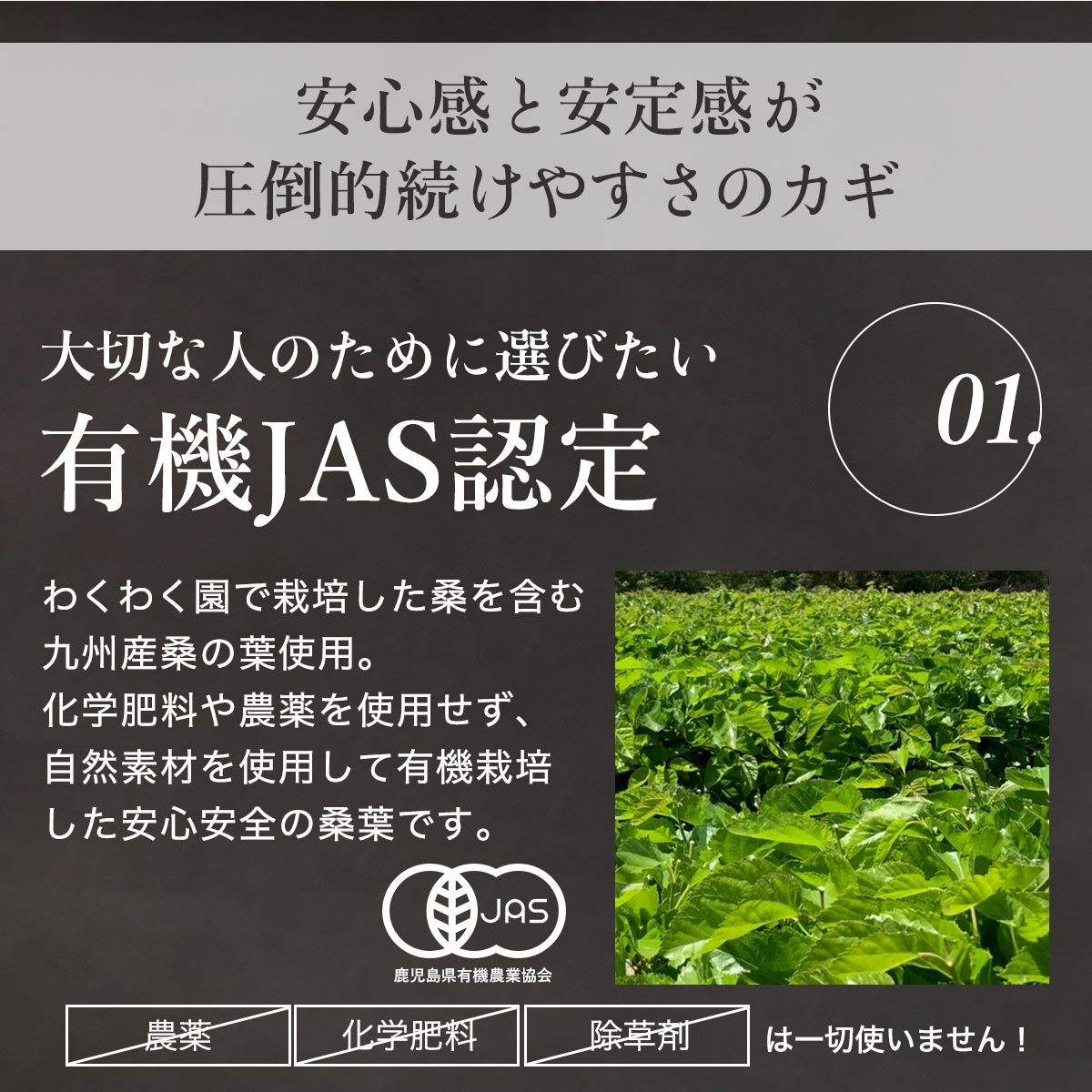 桑の葉茶 桑茶 桑の葉 有機 JAS 60包 桑 国産 九州産 ノンカフェイン 