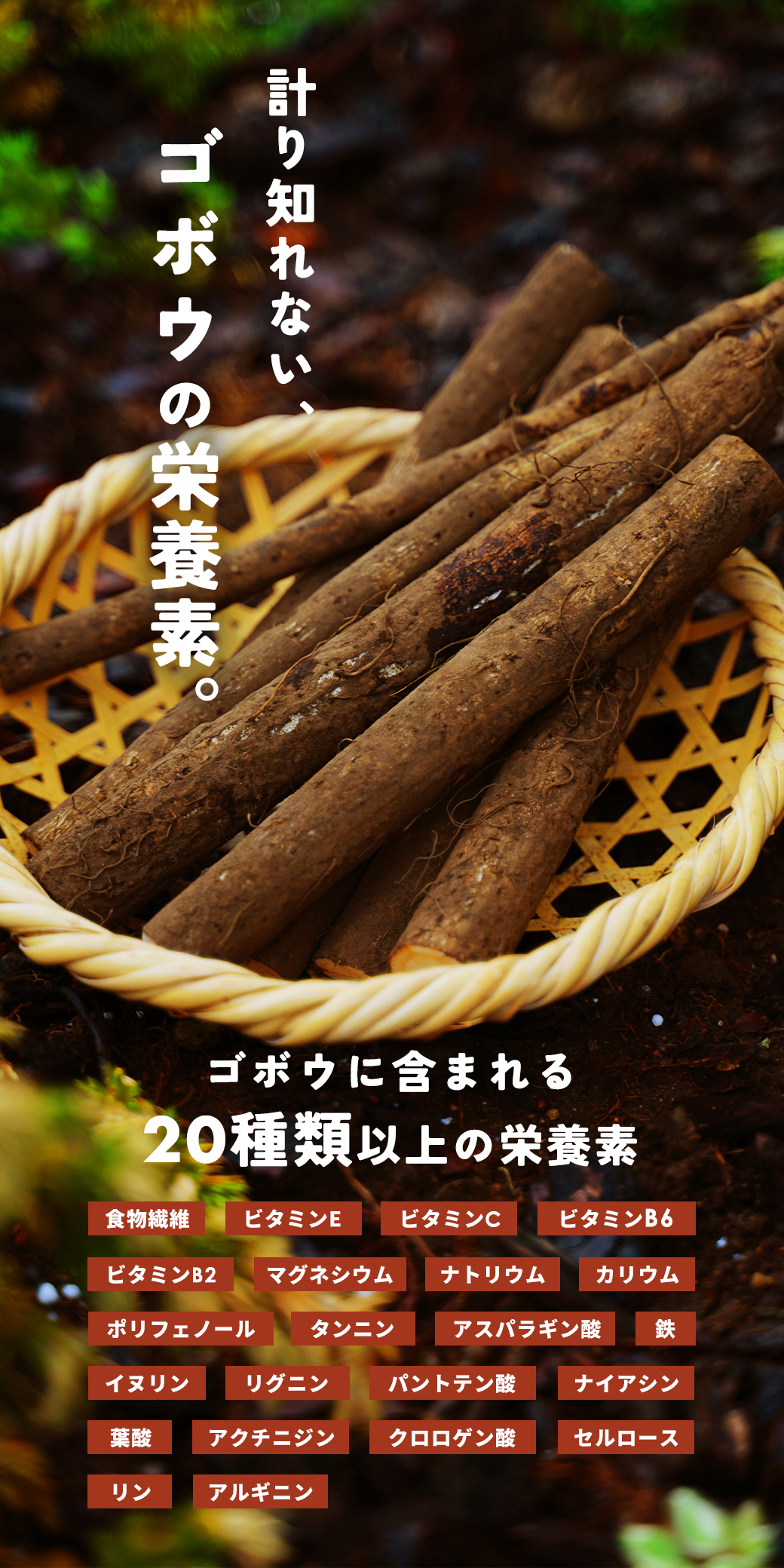 ごぼう桑茶 100包
