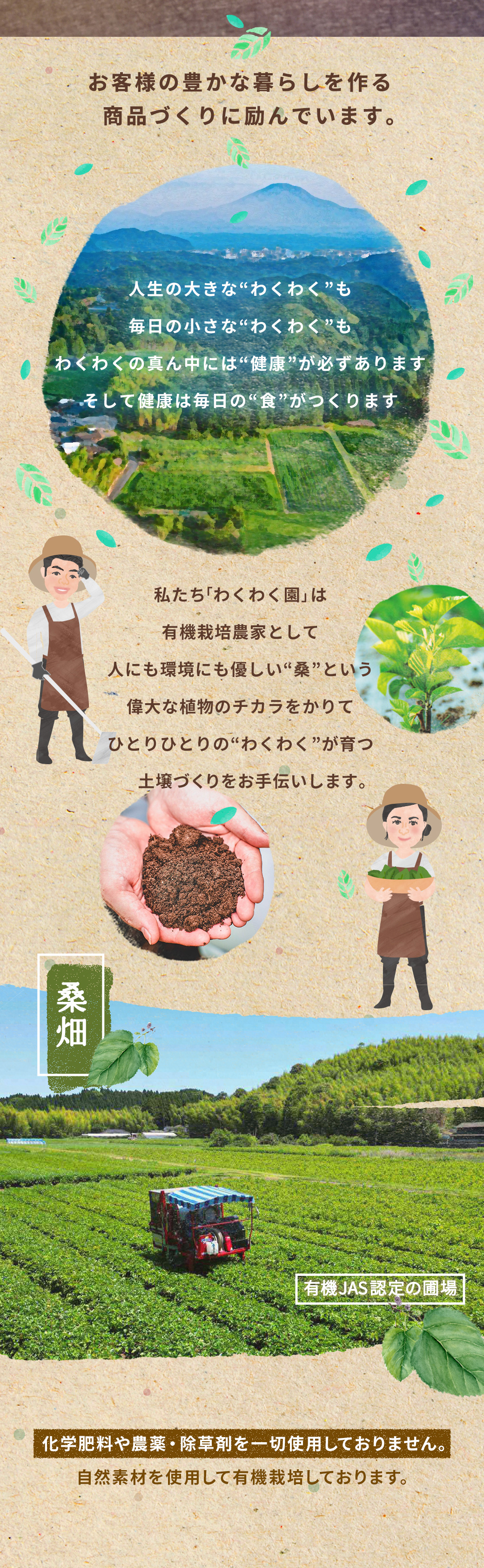 有機桑茶
