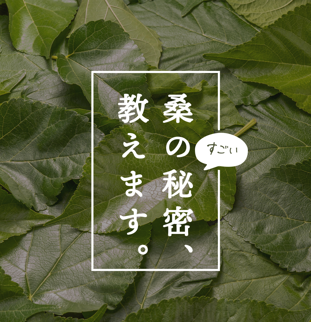 有機桑茶