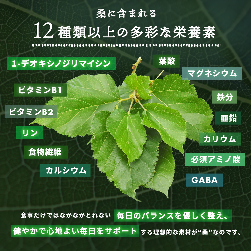 ごぼう桑茶 100包