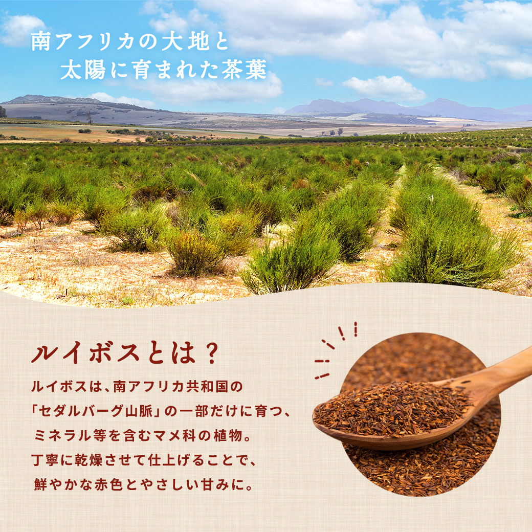有機ルイボスティー 100包