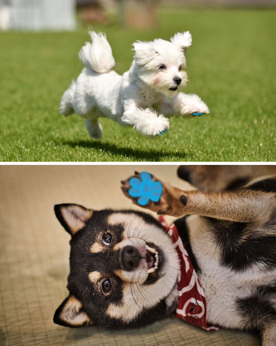 ペット 靴下 足裏 シール パット 犬 フローリング 滑り止め ペット用品