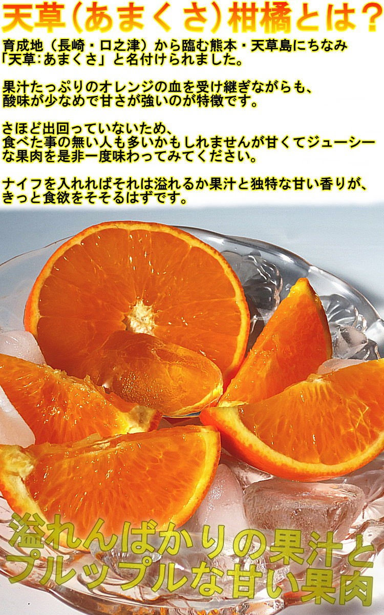 産地直送 みかん 天草オレンジ あまくさ 5kg 愛媛県産 訳あり品 果汁