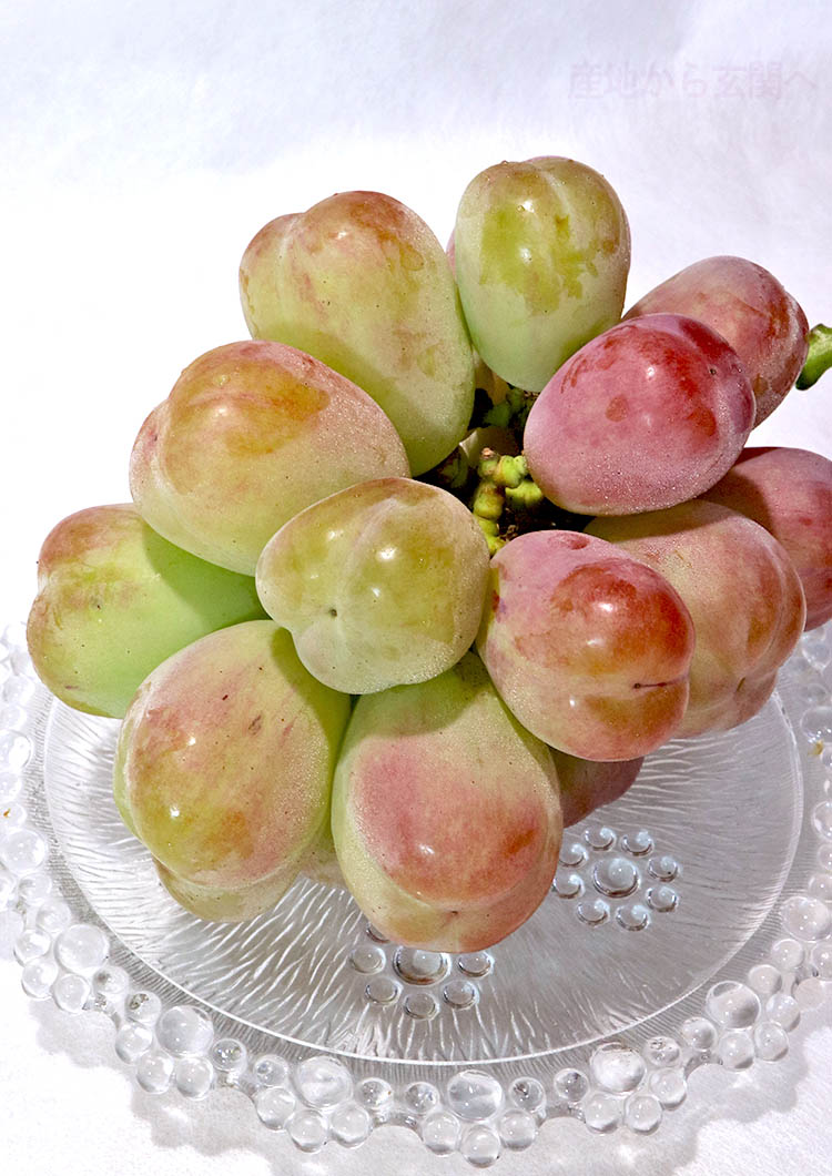 バイオレットキング 赤葡萄 約1.3〜1.5kg 2房 山梨県産 贈答規格 バイオレットキング 赤葡萄 約1.3〜1.5kg 2房 山梨県産 贈答規格