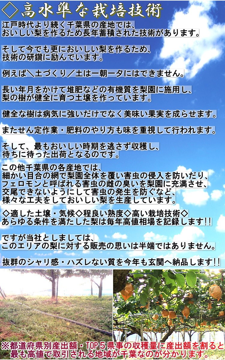 新鮮 赤梨