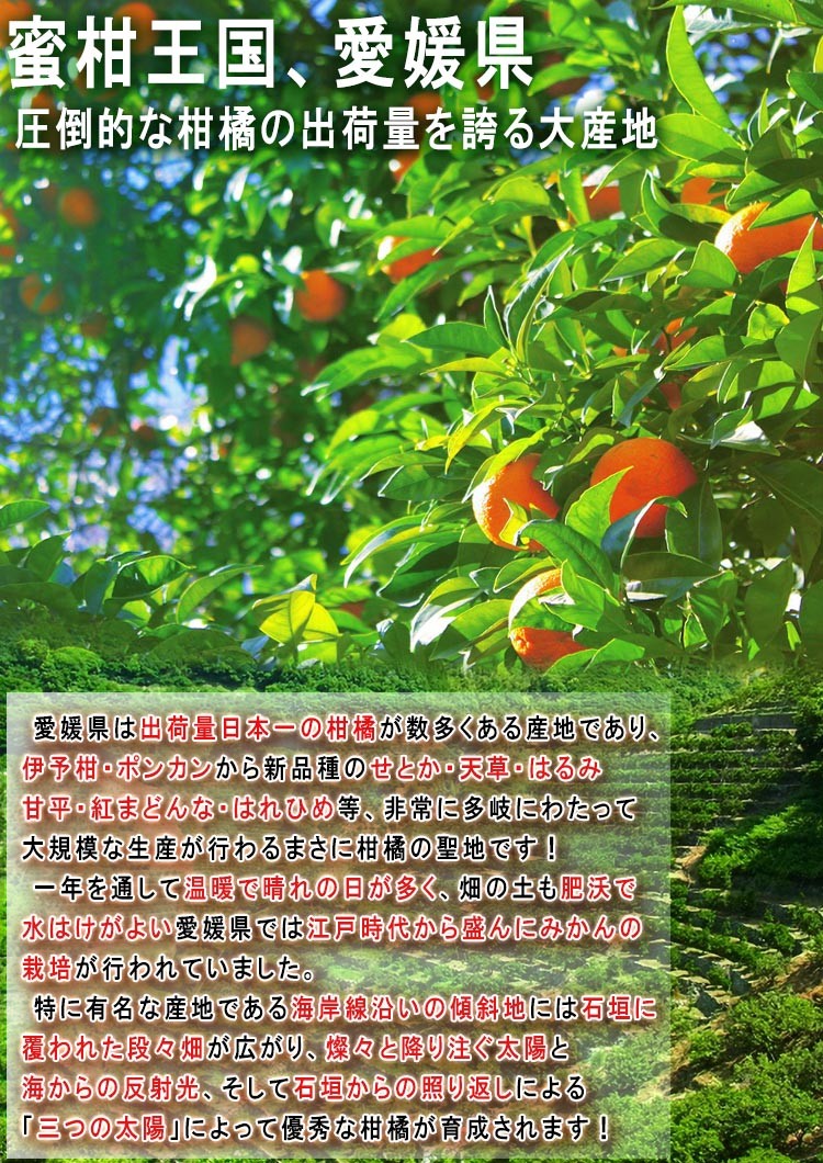 愛媛 みかん