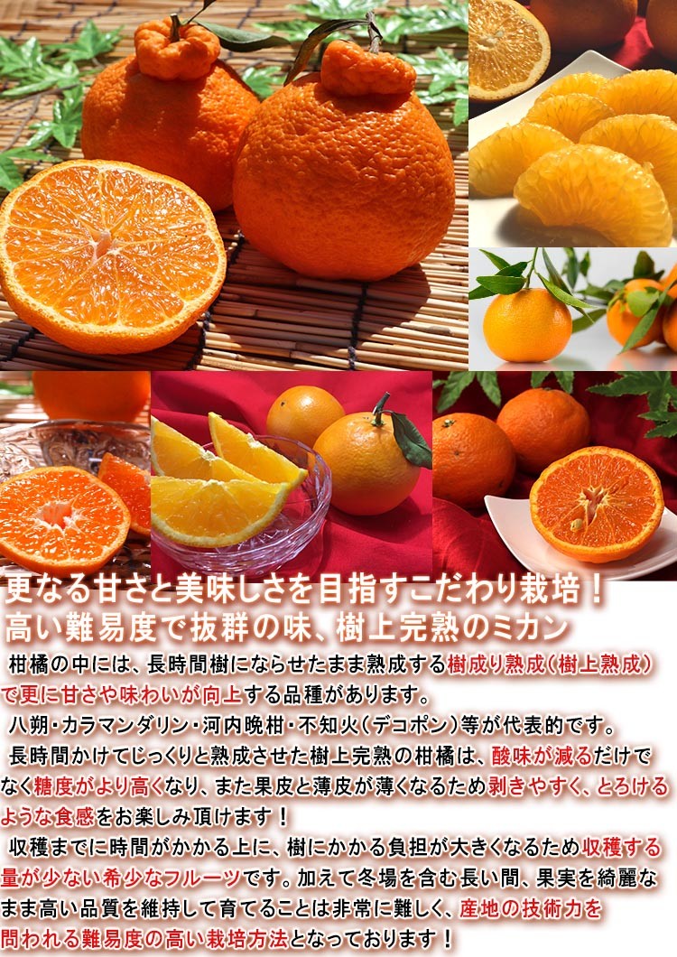 樹上完熟 蜜柑