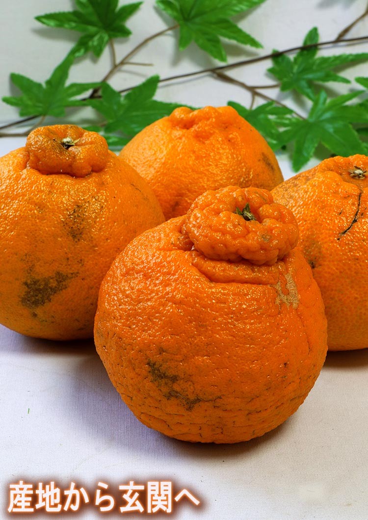 ギフト 果物