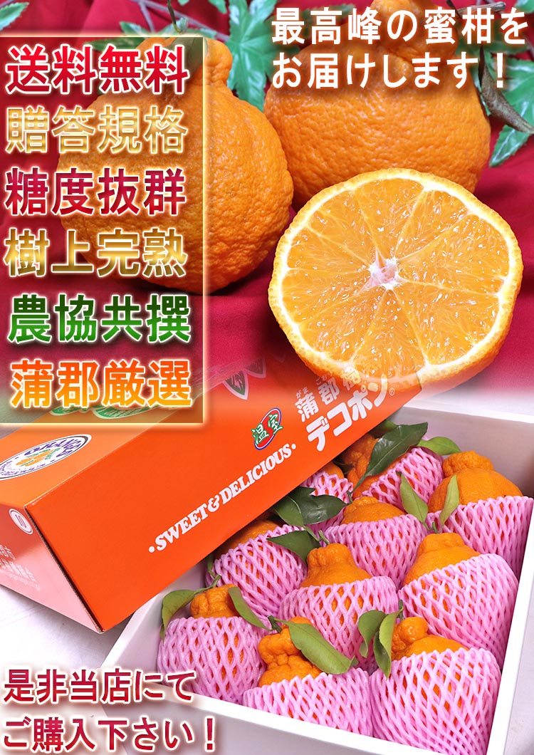 樹上完熟 蒲郡デコポン 約3kg 8〜15玉 愛知県産 贈答品 JA蒲郡市