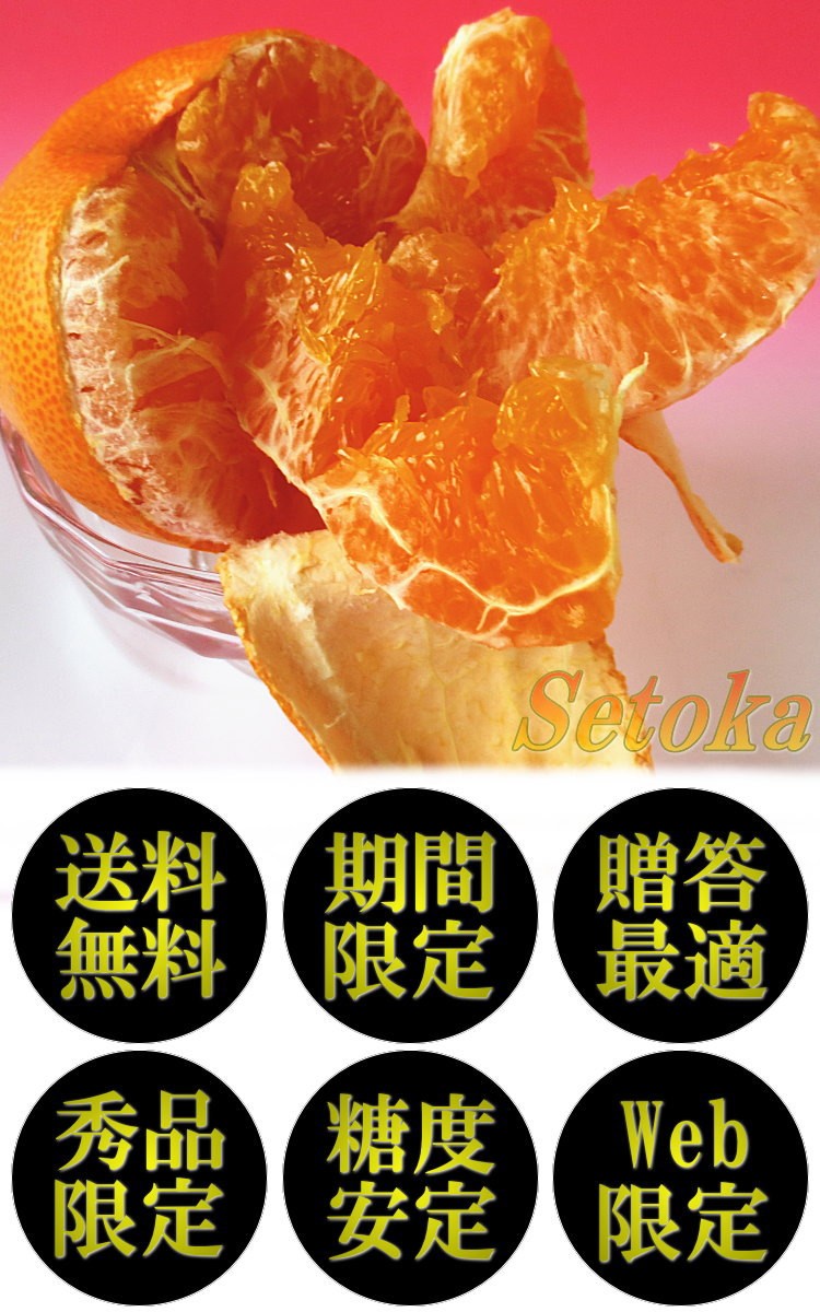 蒲郡せとか 約3kg L〜4Lサイズ 贈答規格 愛知県産 加温栽培 日本農業賞