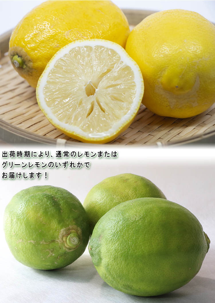 国産レモン 璃の香 約5kg L〜3Lサイズ 大玉 高知県産 新品種のグリーン