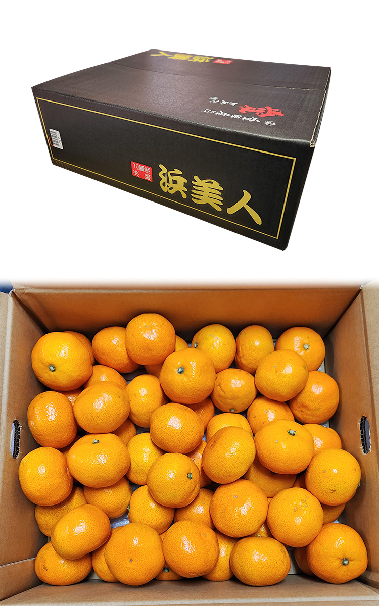 浜美人 八幡浜みかん 約5kg S〜2Lサイズ 愛媛県産 贈答規格 JAにしうわ