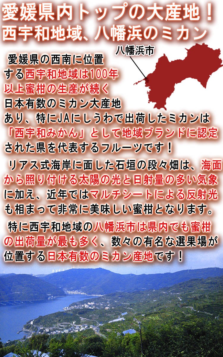 高級フルーツ 蜜柑