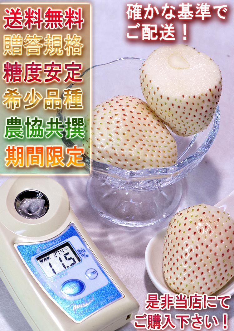 白苺 ギフト
