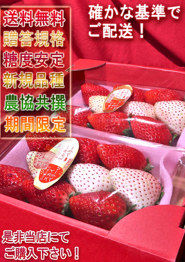 紅白いちごセット スカイベリー・ミルキーベリー 約300g×2パック 栃木