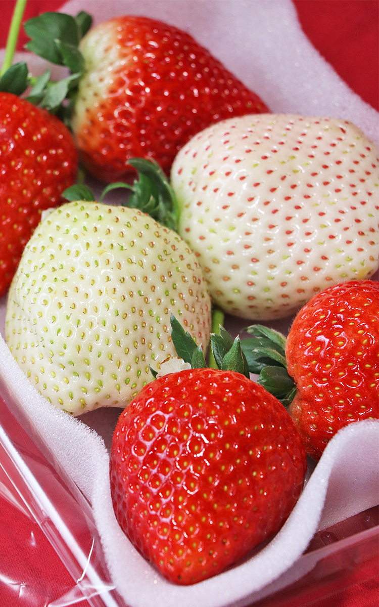紅白いちごセット とちあいか・ミルキーベリー 約280g×2パック入り