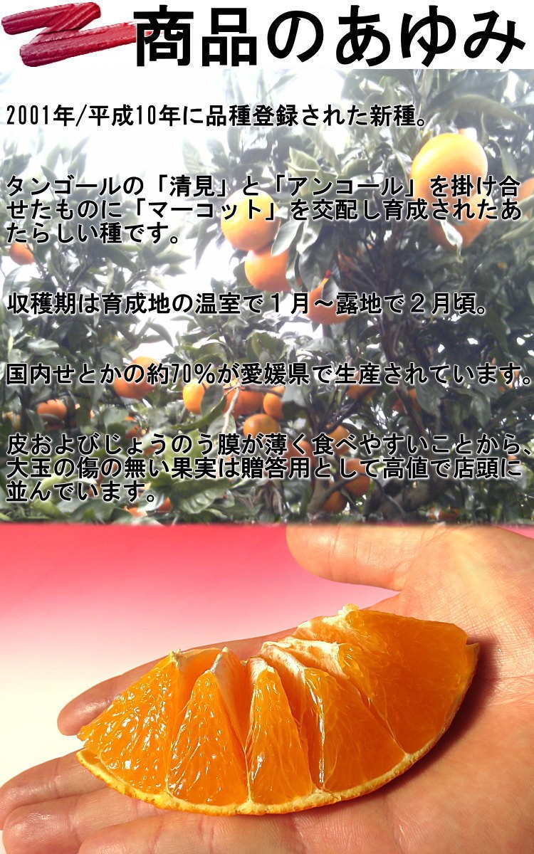 産地直送 せとか みかん 宇和海 訳あり 約5kg L〜4Lサイズ 愛媛