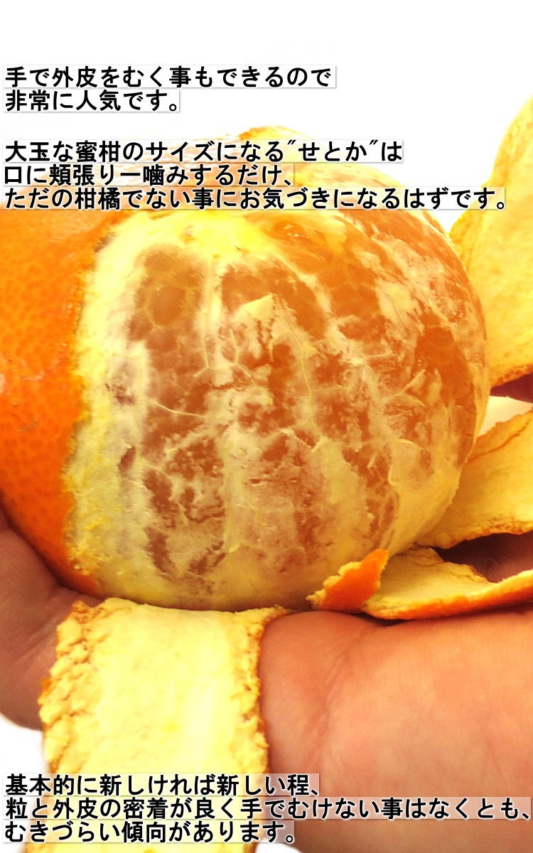 産地直送 せとか みかん 宇和海 訳あり 約5kg L〜4Lサイズ 愛媛