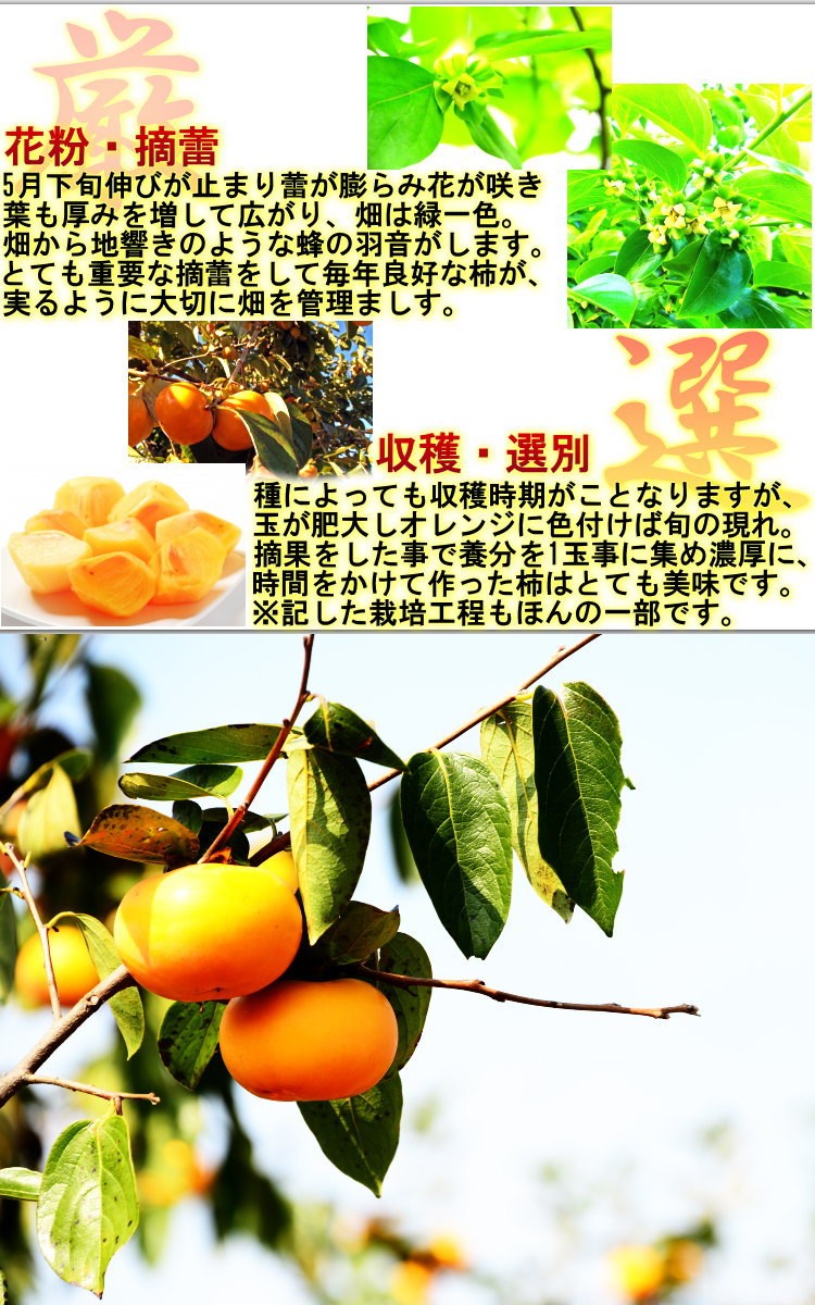 奈良の柿 ハウス栽培 約2kg 9〜15玉 奈良県産 贈答規格 JAならけん共撰品 お中元やギフトに人気の種無し柿！ 柿 
