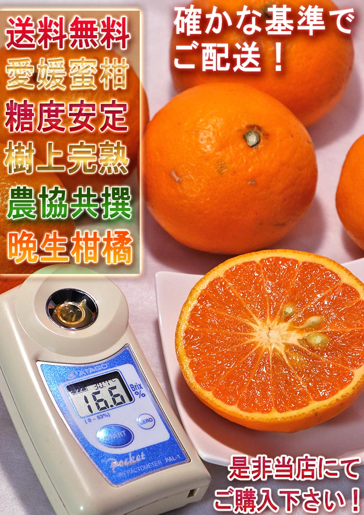 フルーツ 愛媛