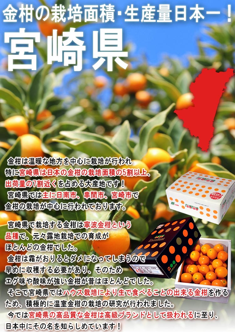 たまたま 大粒 完熟きんかん 約3kg 2〜3Lサイズ 宮崎県産 JA共撰品