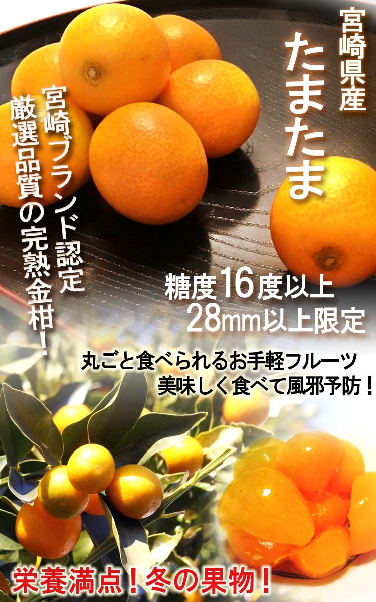 たまたま 大粒 完熟きんかん 約3kg 2〜3Lサイズ 宮崎県産 JA共撰品